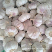 Good Quality of Fresh White Garlic From Jinxiang
